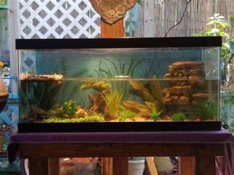 yellow belly slider tank set up